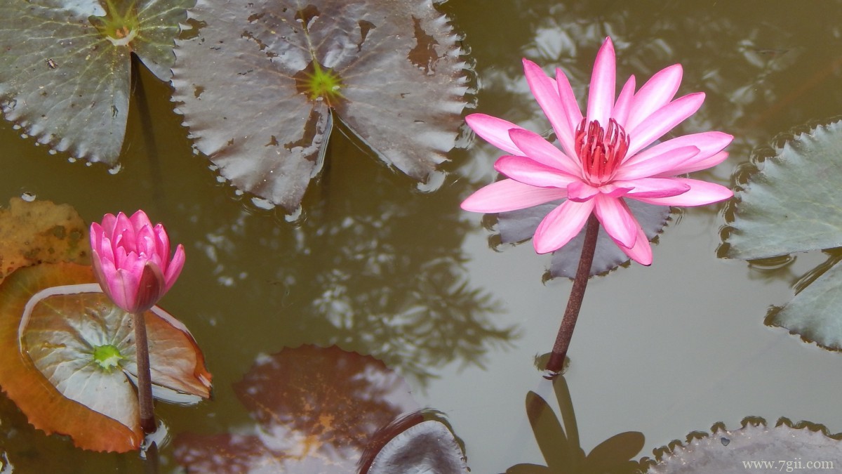 红莲花图片高清大图