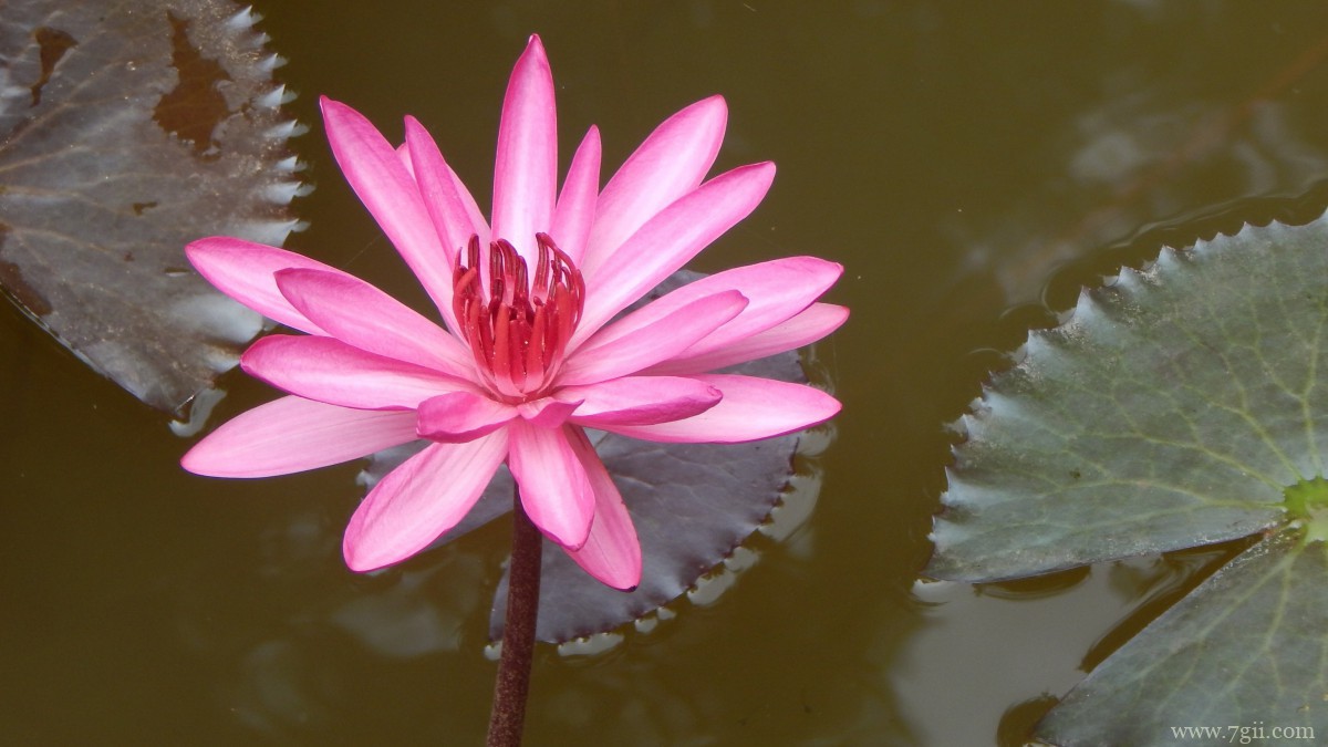 红莲花图片高清大图