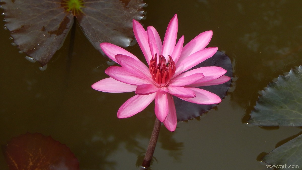 红莲花图片高清大图