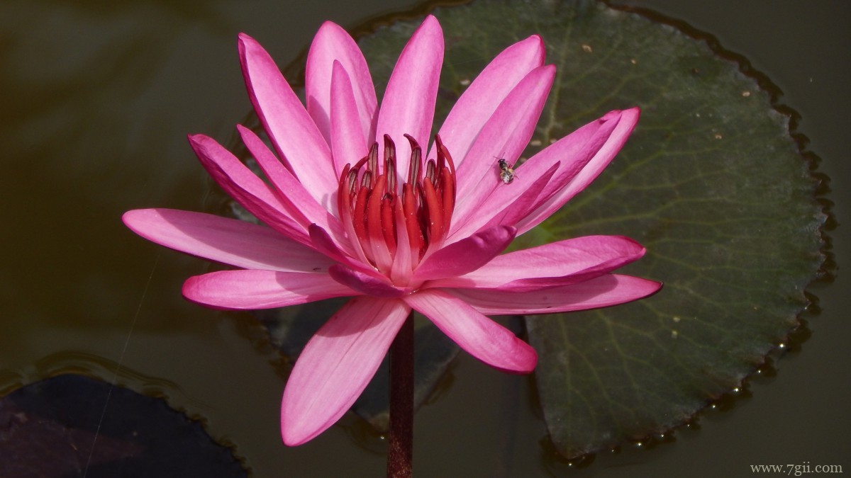 红莲花图片高清大图