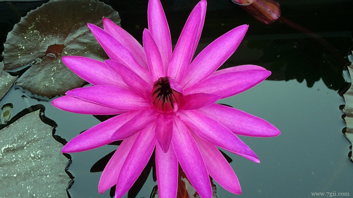 红莲花图片高清大图