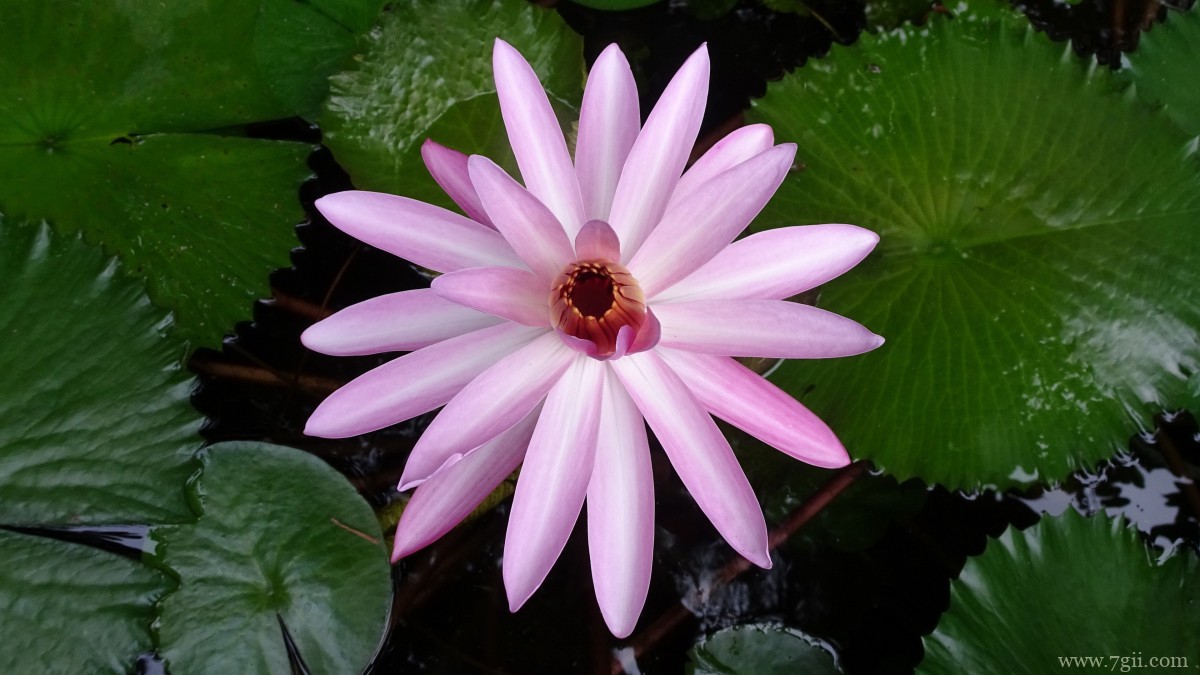 红莲花图片高清大图