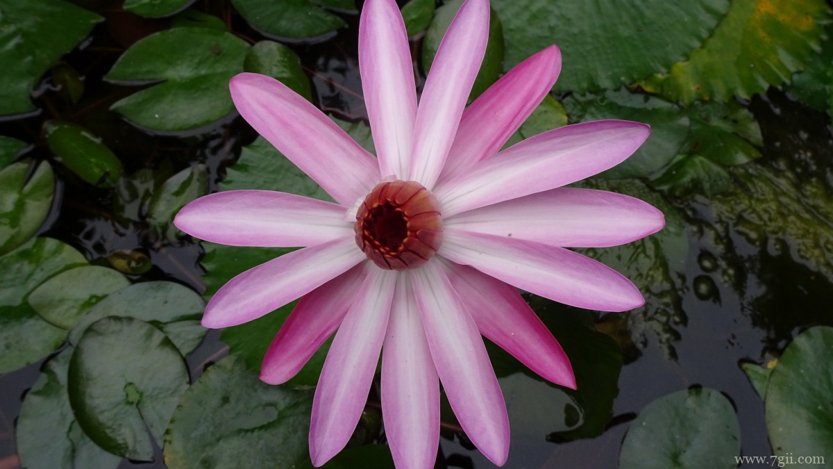 红莲花图片高清大图