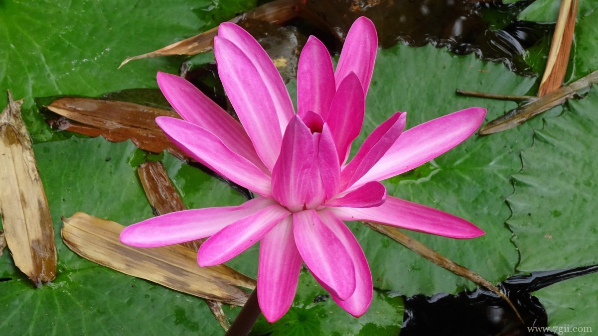 红莲花图片高清大图