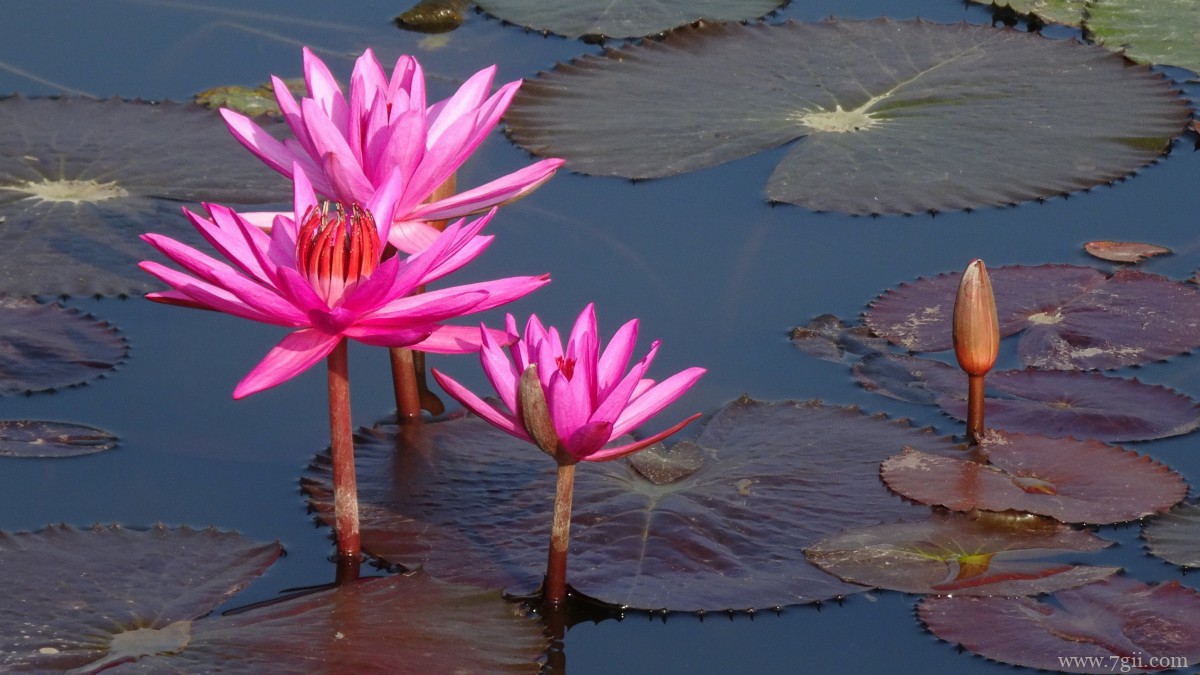 红莲花图片高清大图