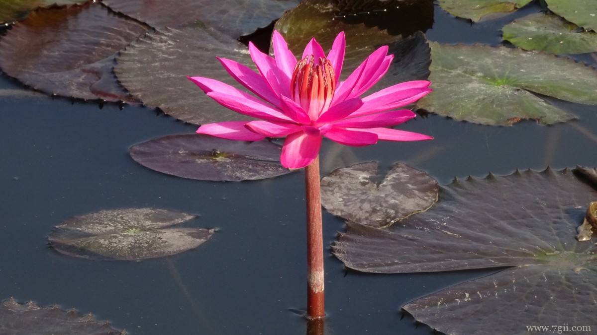 红莲花图片高清大图