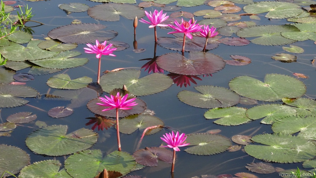 红莲花图片高清大图