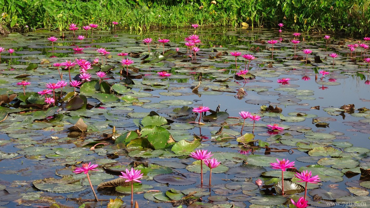红莲花图片高清大图