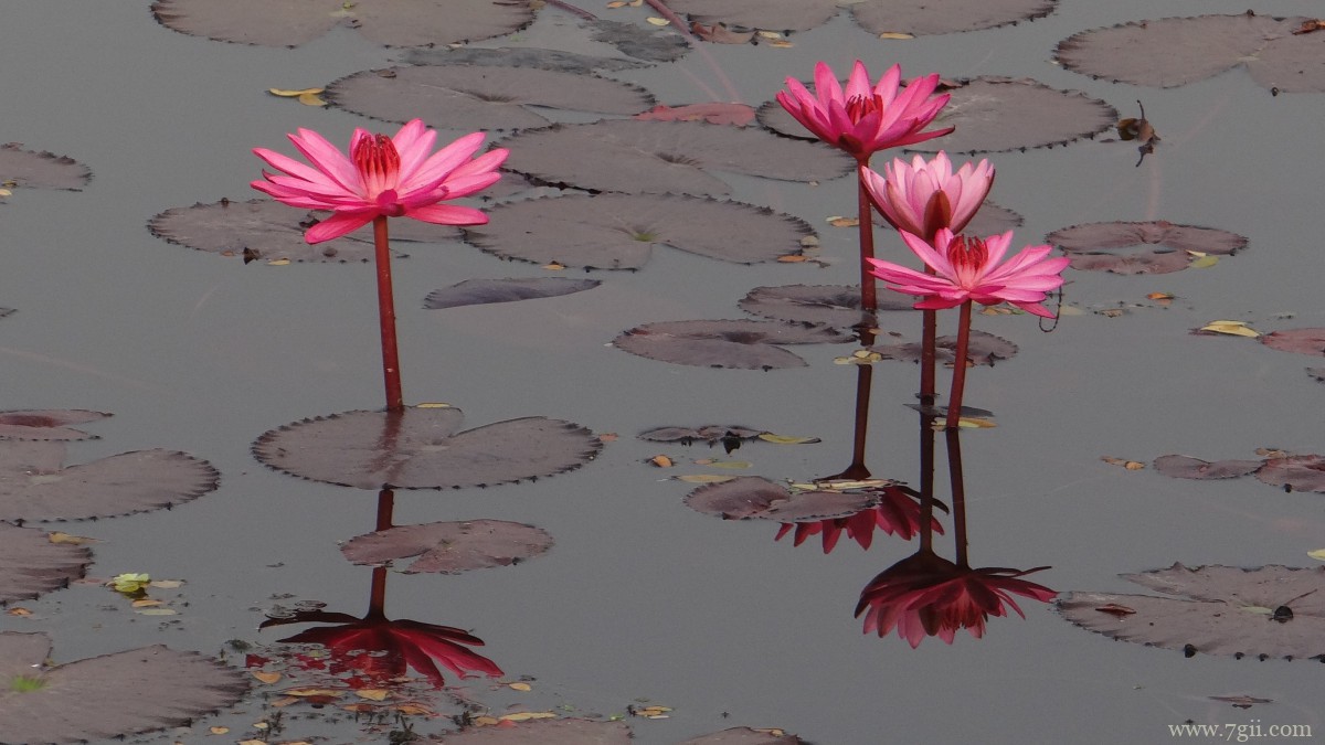 红莲花图片高清大图