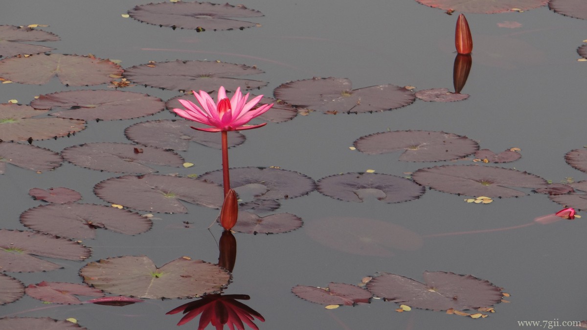 红莲花图片高清大图