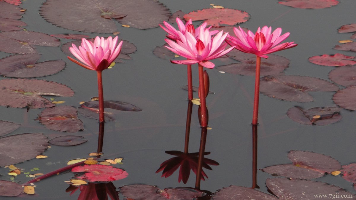 红莲花图片高清大图