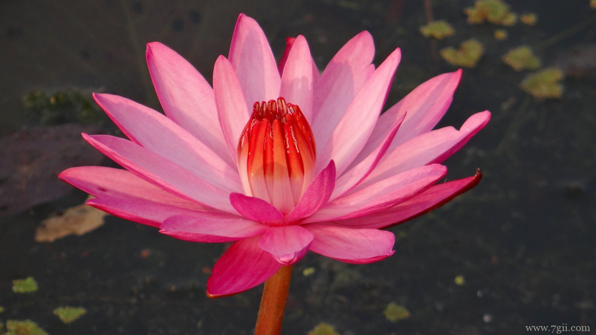 红莲花图片高清大图