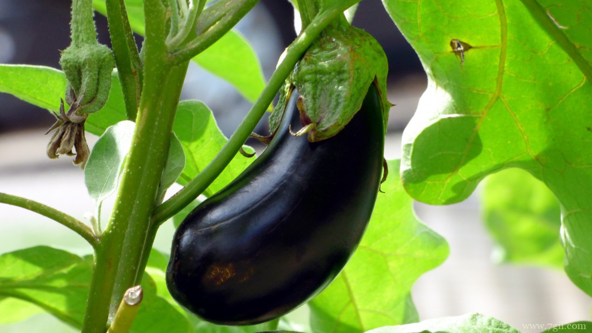 紫色茄子图片大全