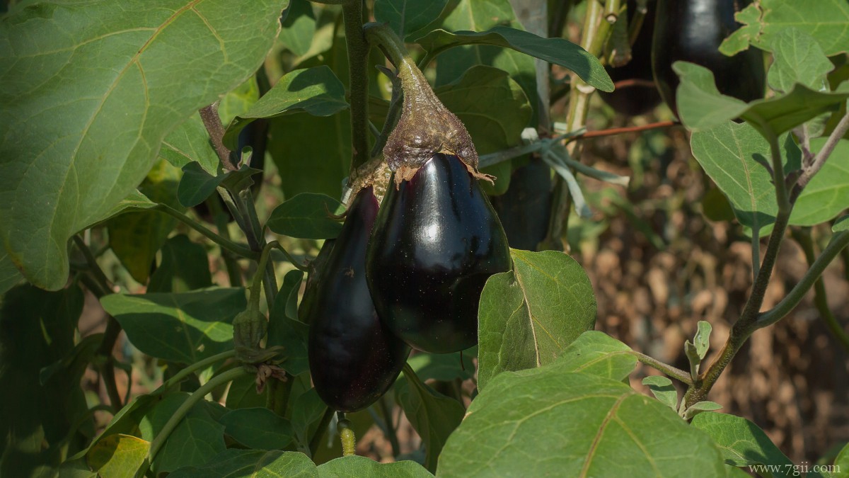 紫色茄子图片大全