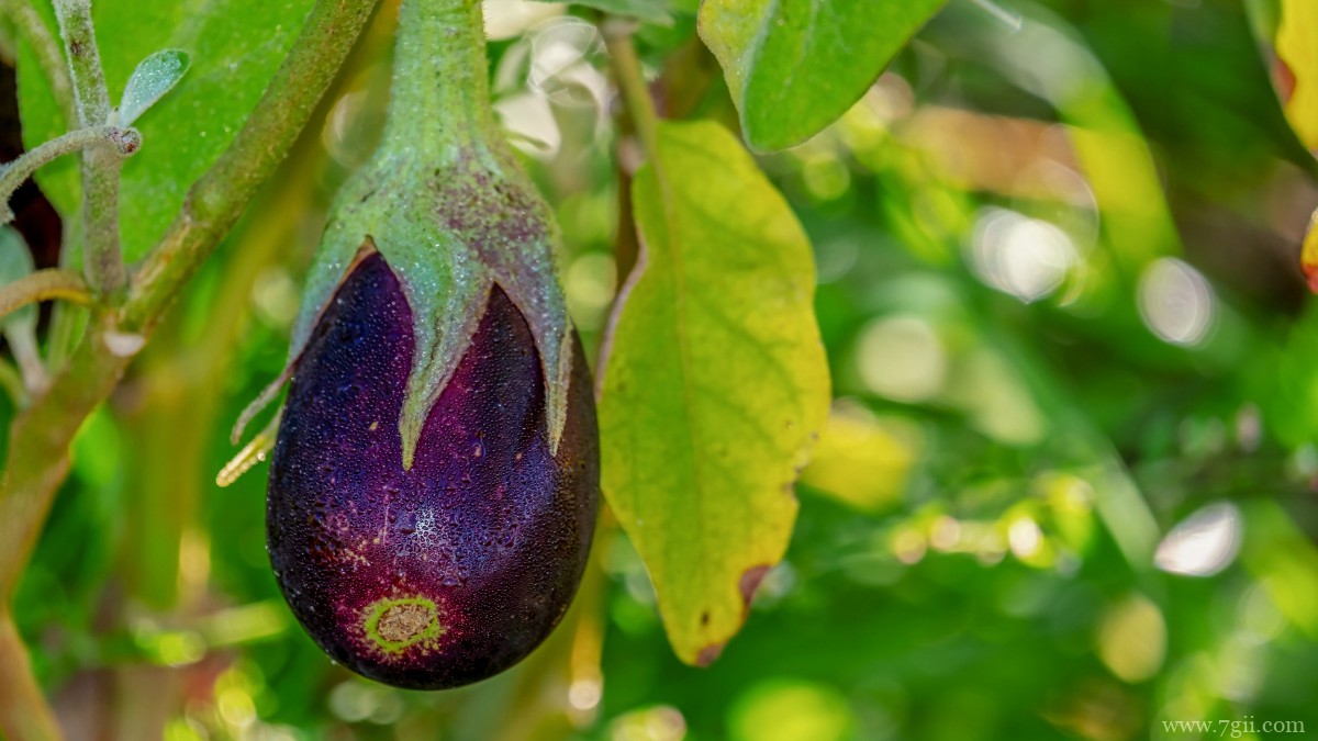 紫色茄子图片大全