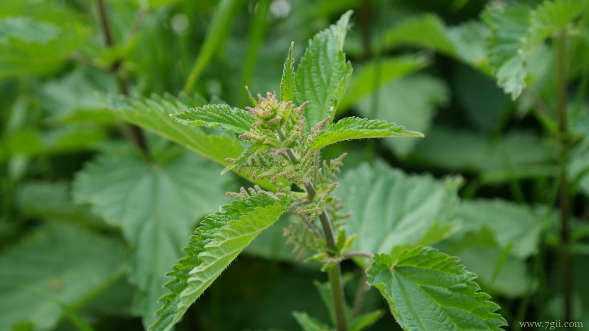 植物荨麻图片