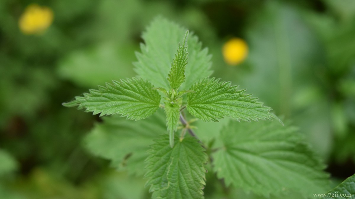 植物荨麻图片