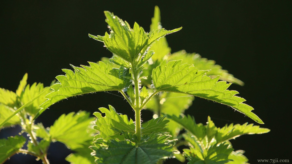 植物荨麻图片
