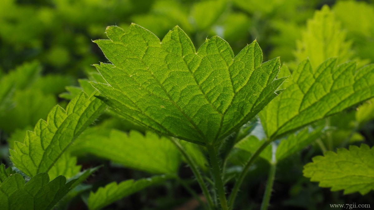 植物荨麻图片