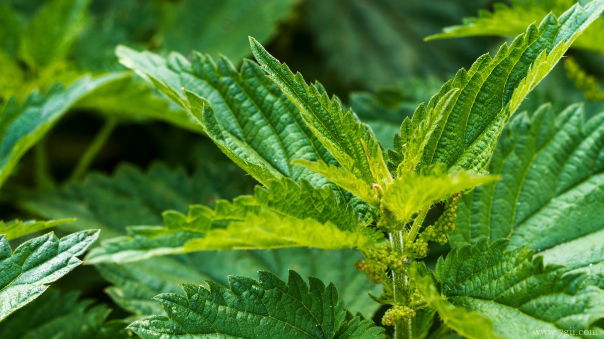 植物荨麻图片