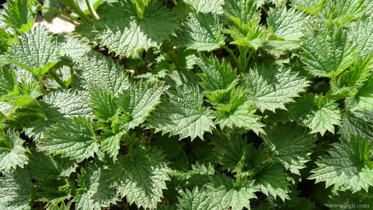 植物荨麻图片