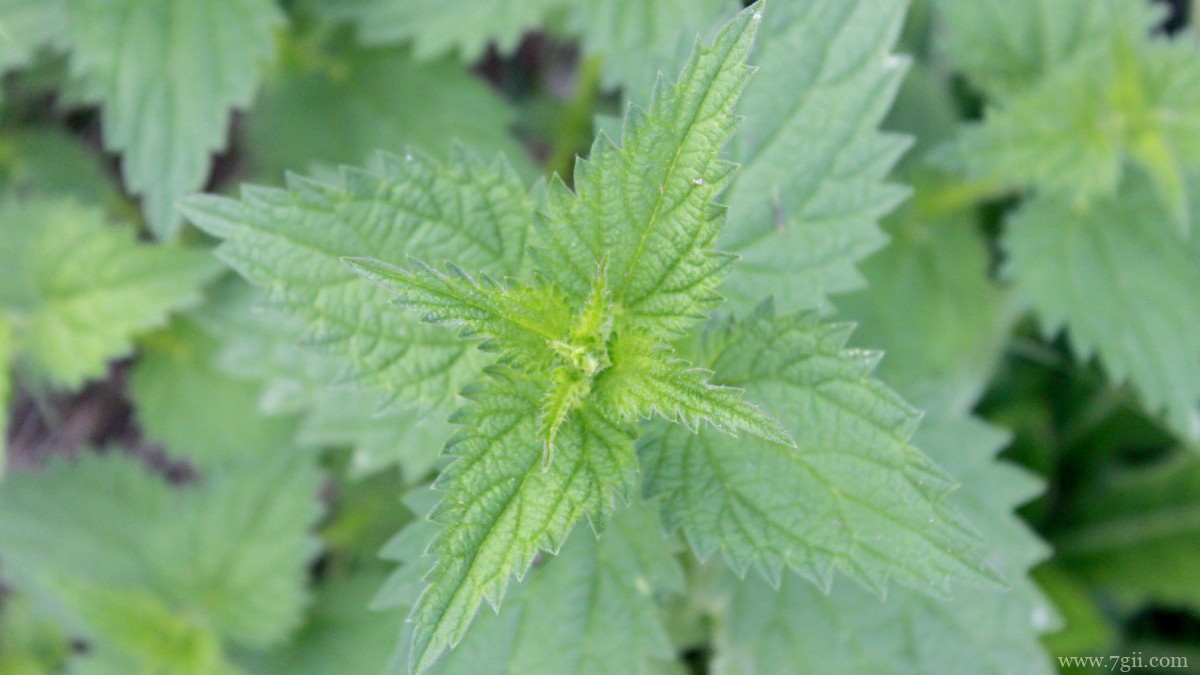 植物荨麻图片