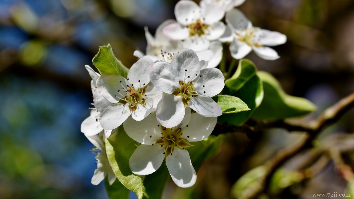 雪白的梨花图片大图
