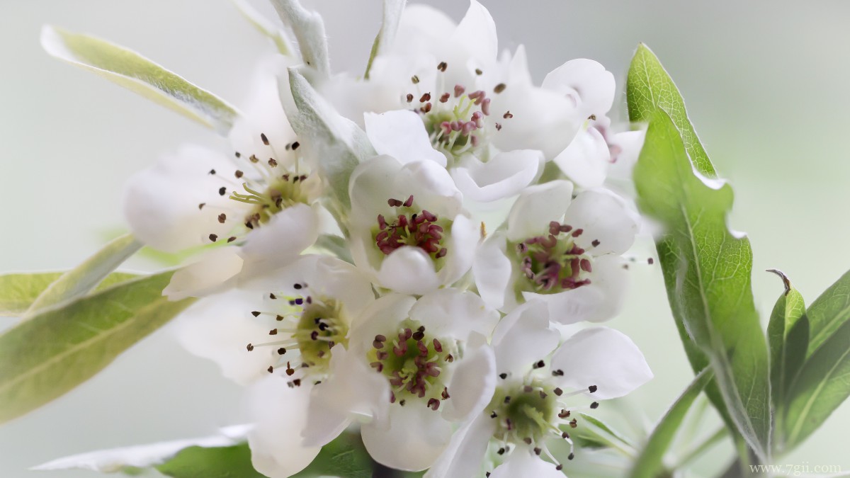 雪白的梨花图片大图