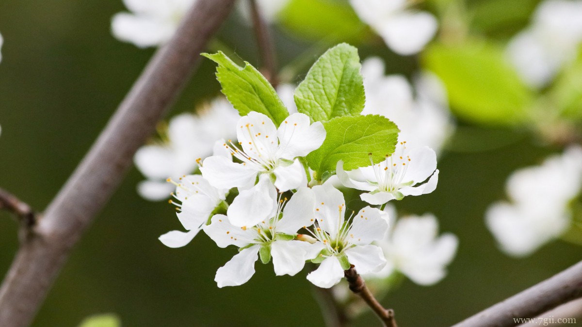 雪白的梨花图片大图