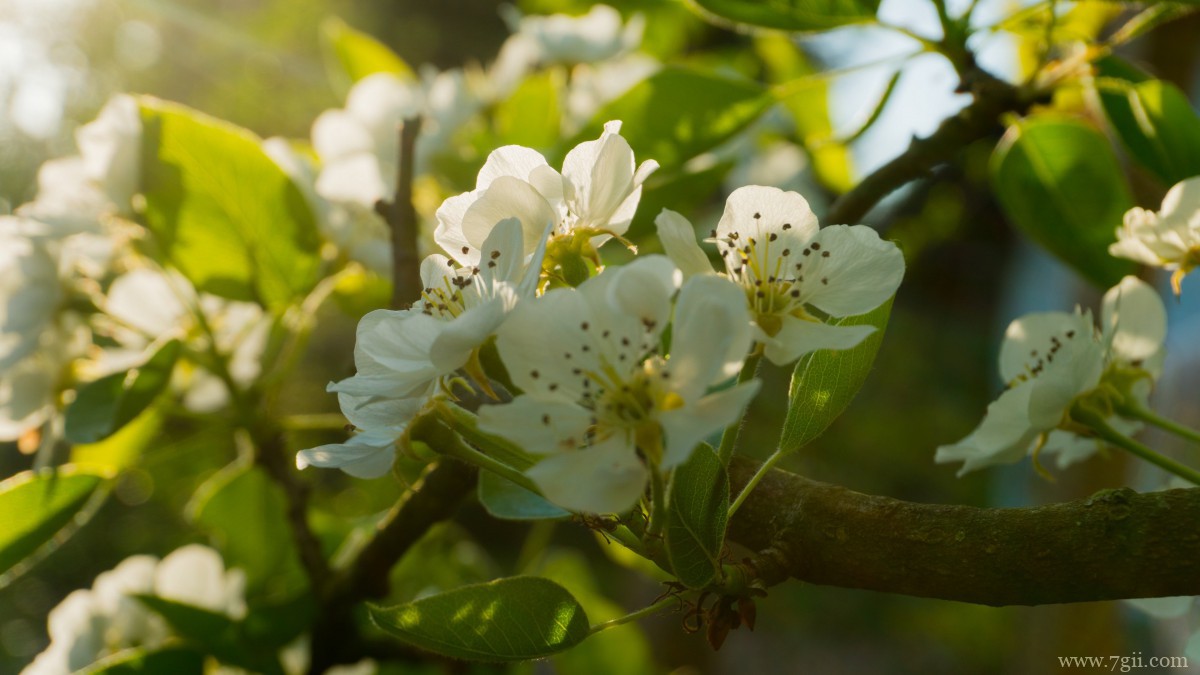 雪白的梨花图片大图
