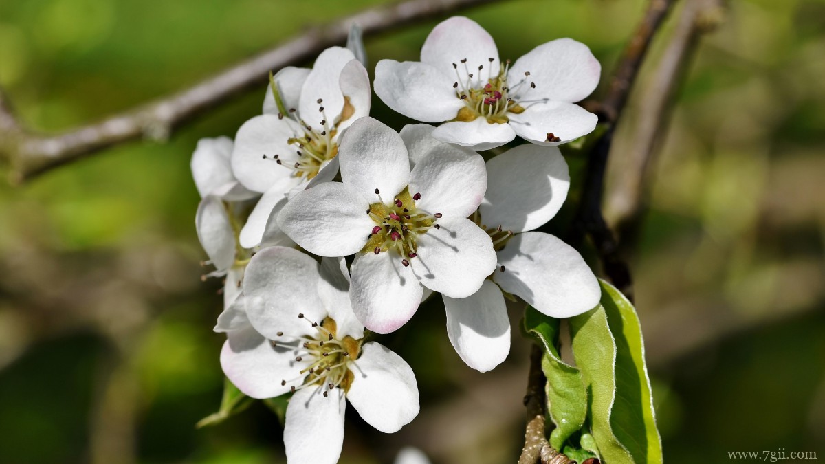 雪白的梨花图片大图