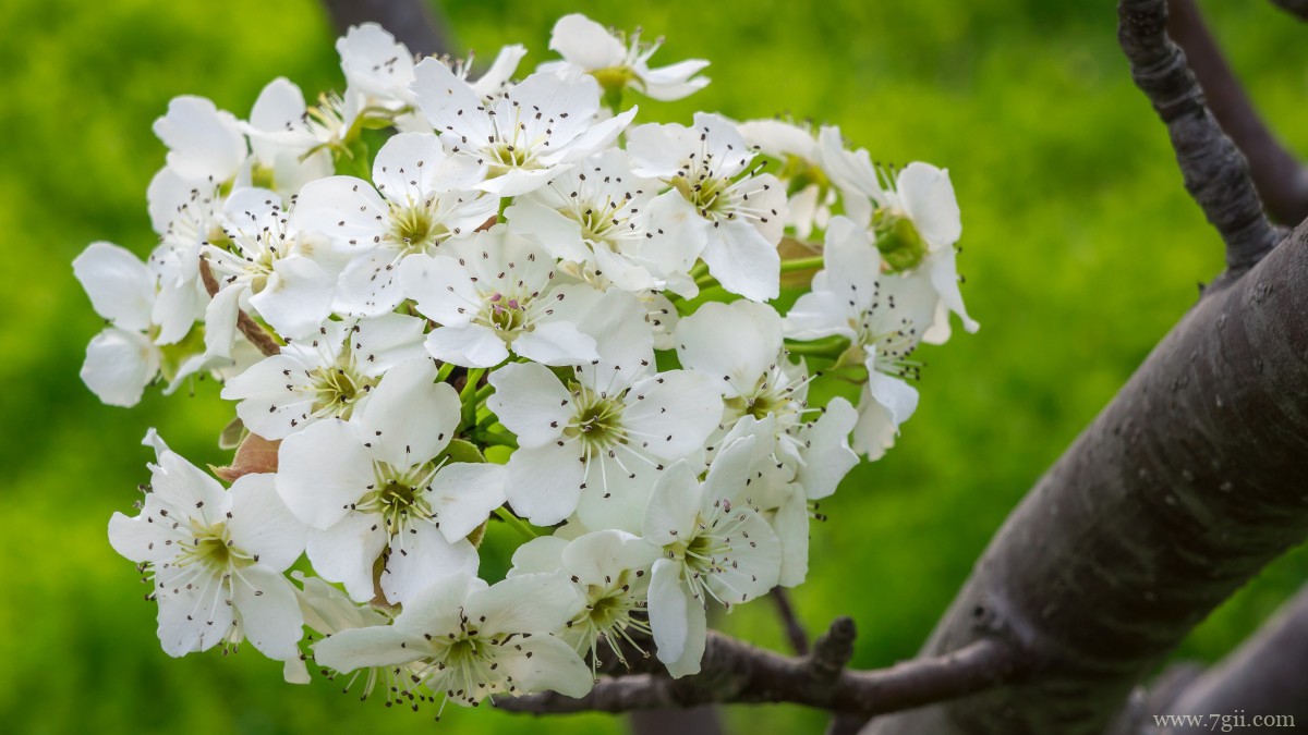 雪白的梨花图片大图