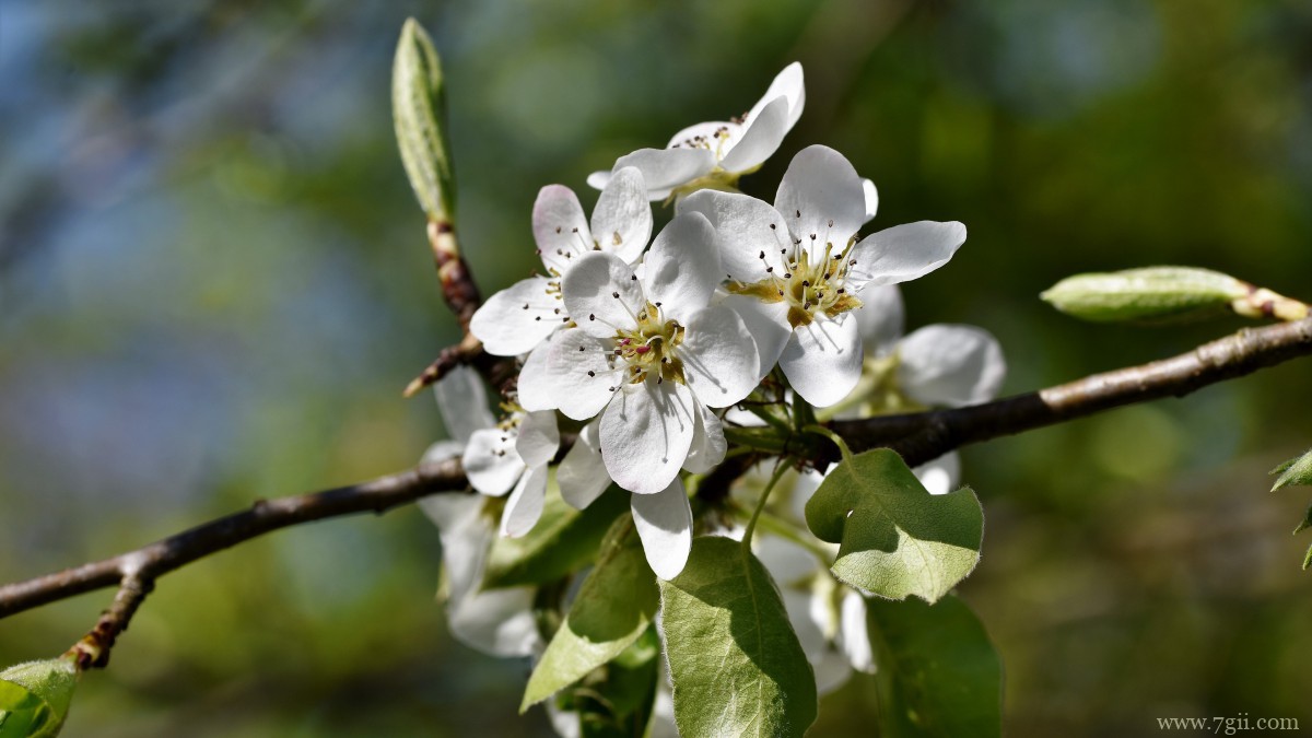 雪白的梨花图片大图