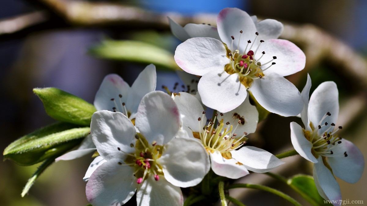 雪白的梨花图片大图