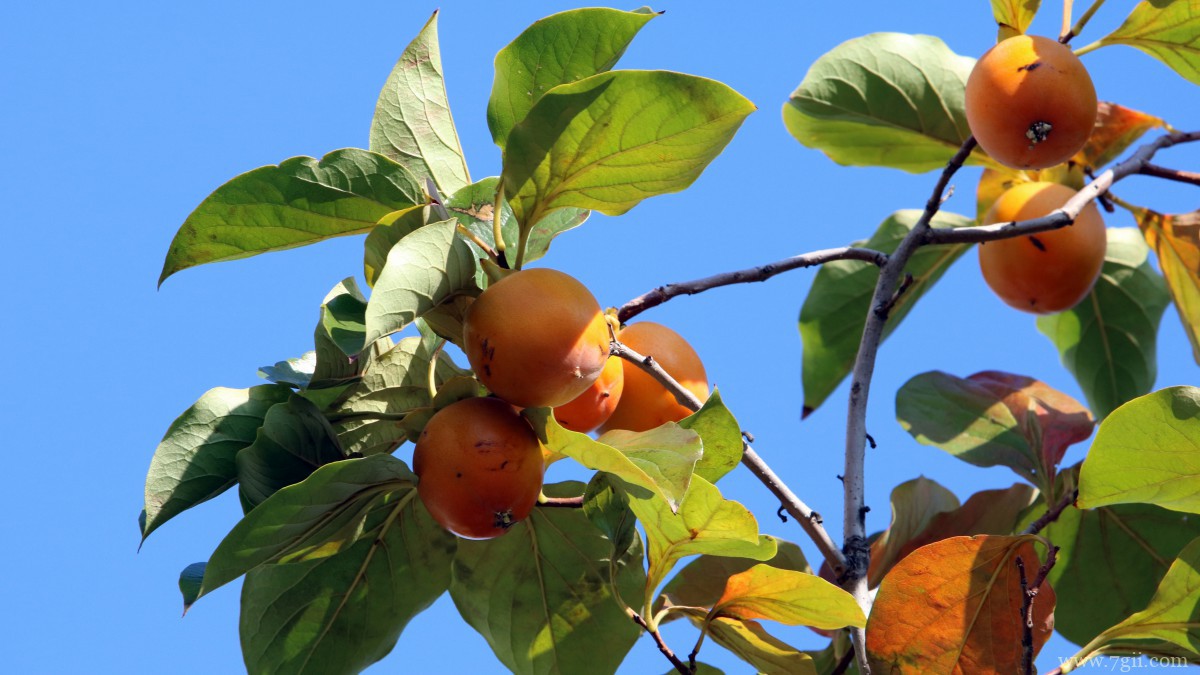 枝头上的柿子图片