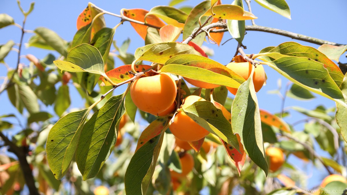 枝头上的柿子图片