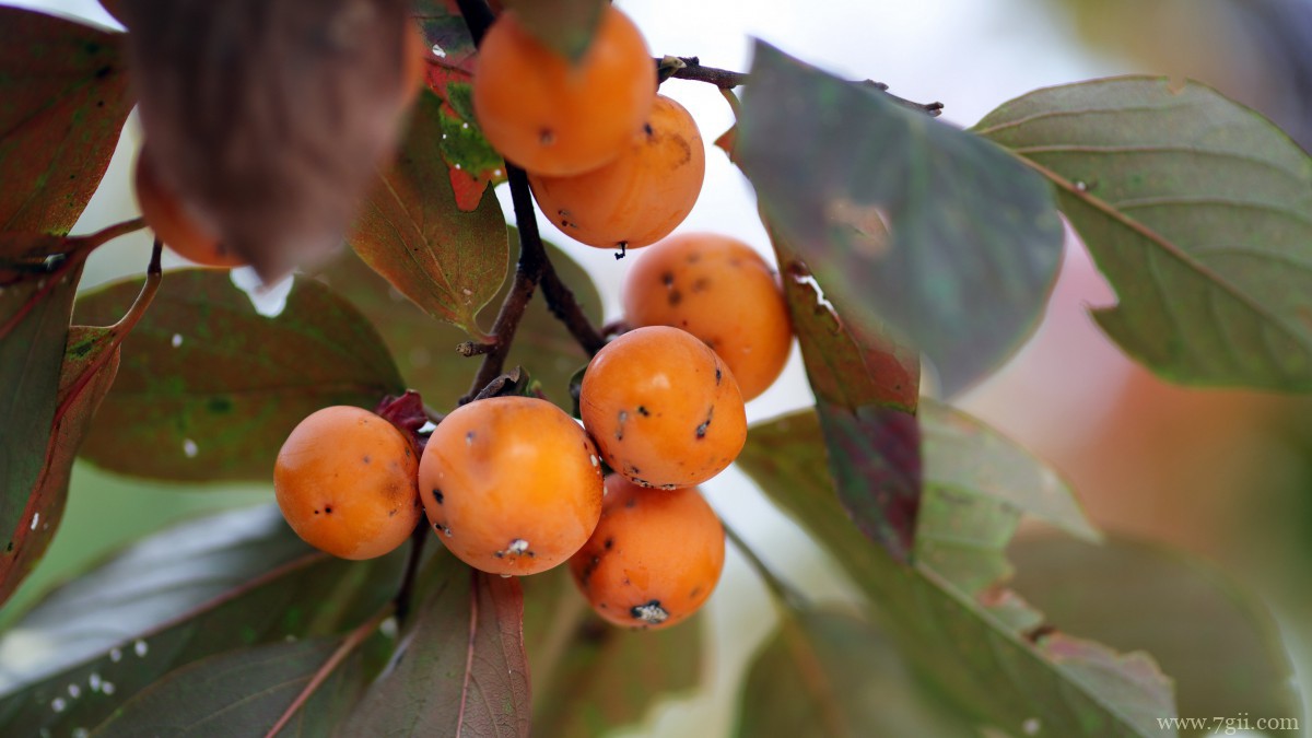 枝头上的柿子图片