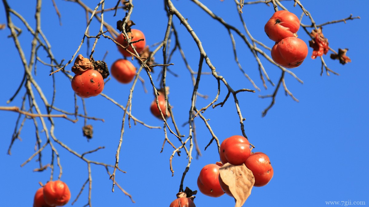 枝头上的柿子图片