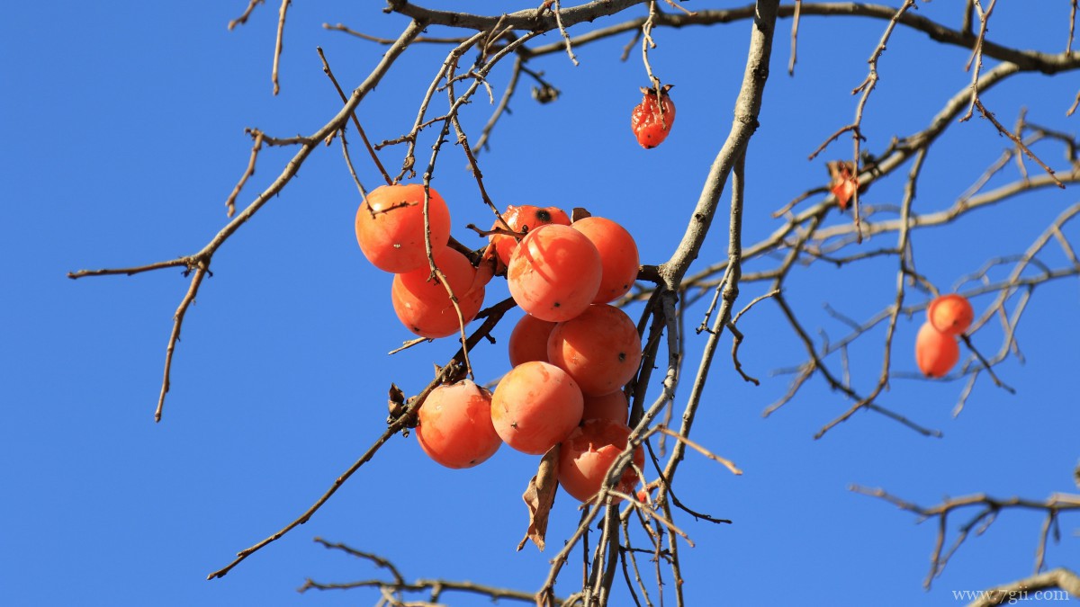 枝头上的柿子图片