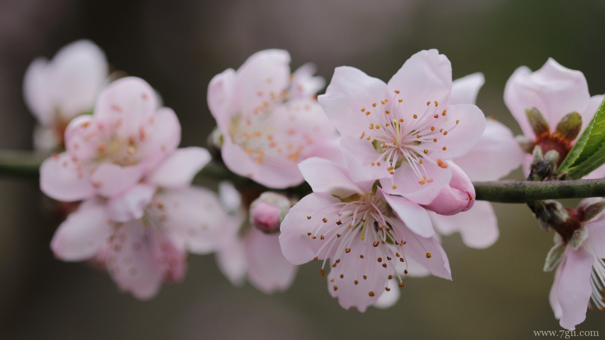 唯美桃花图片大全