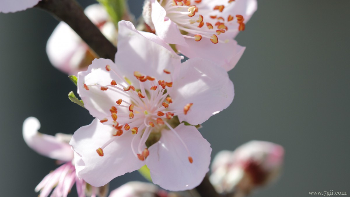 唯美桃花图片大全