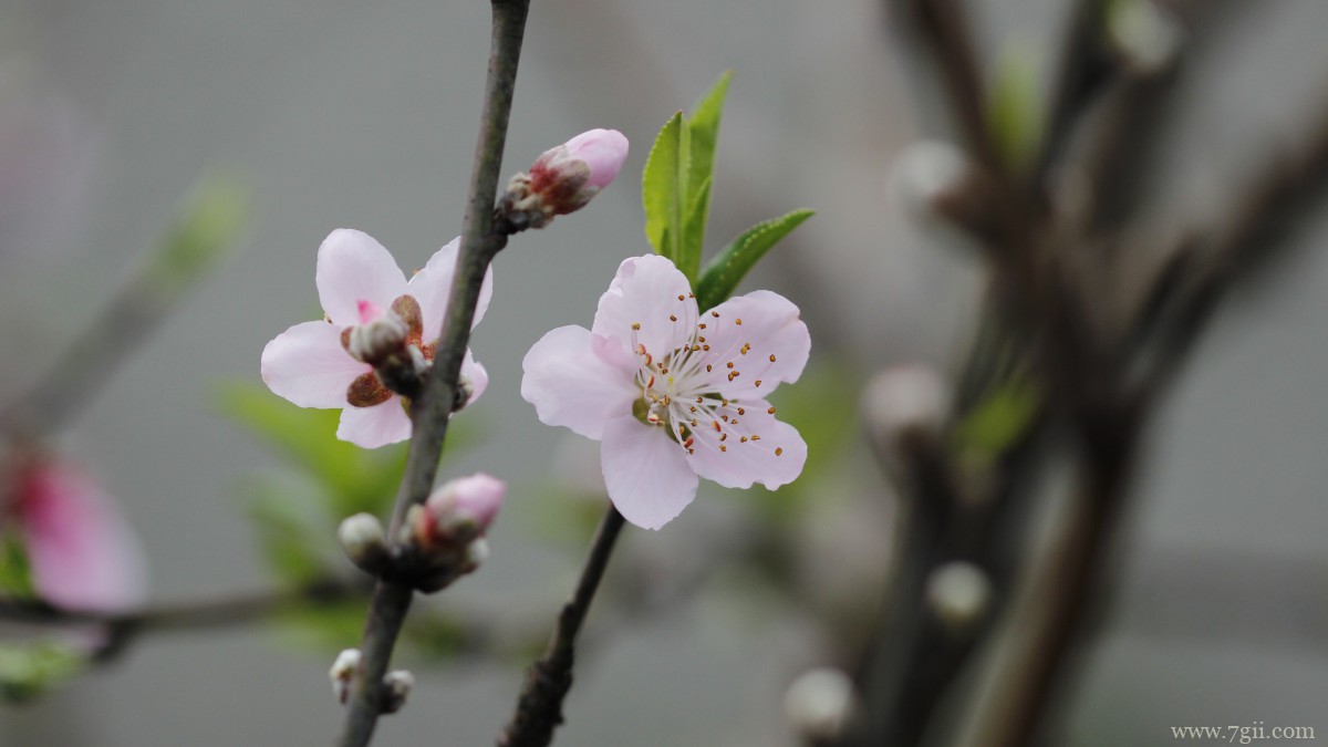 唯美桃花图片大全