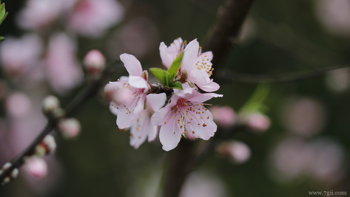 唯美桃花图片大全