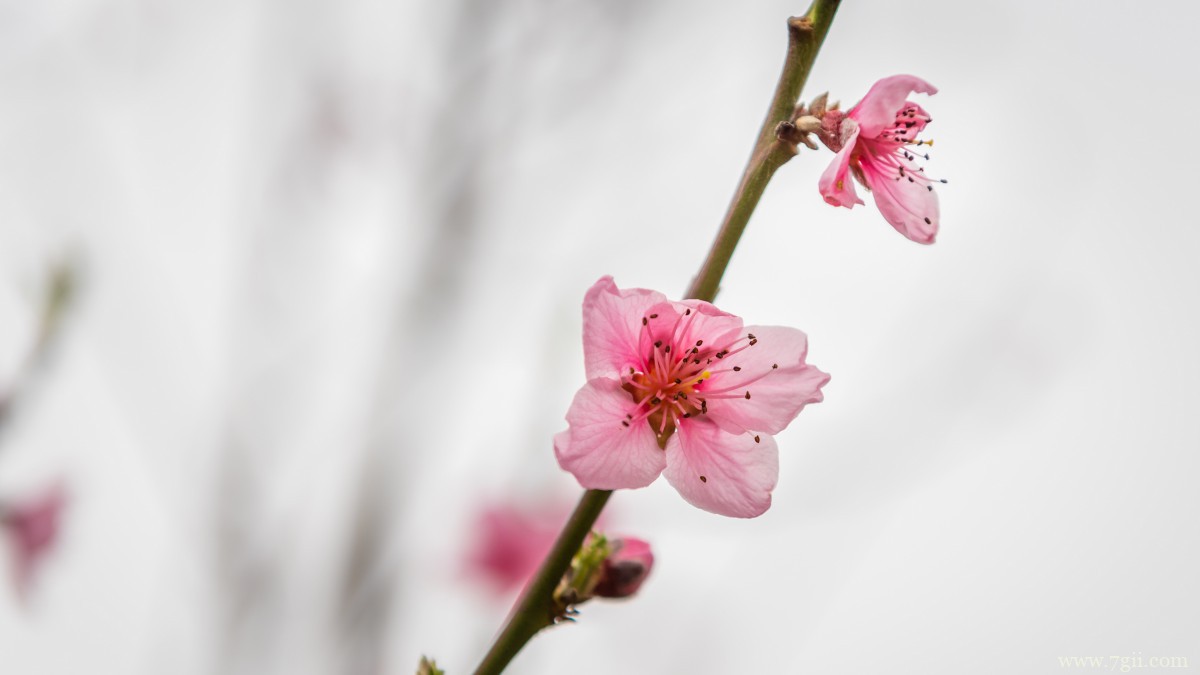 唯美桃花图片大全