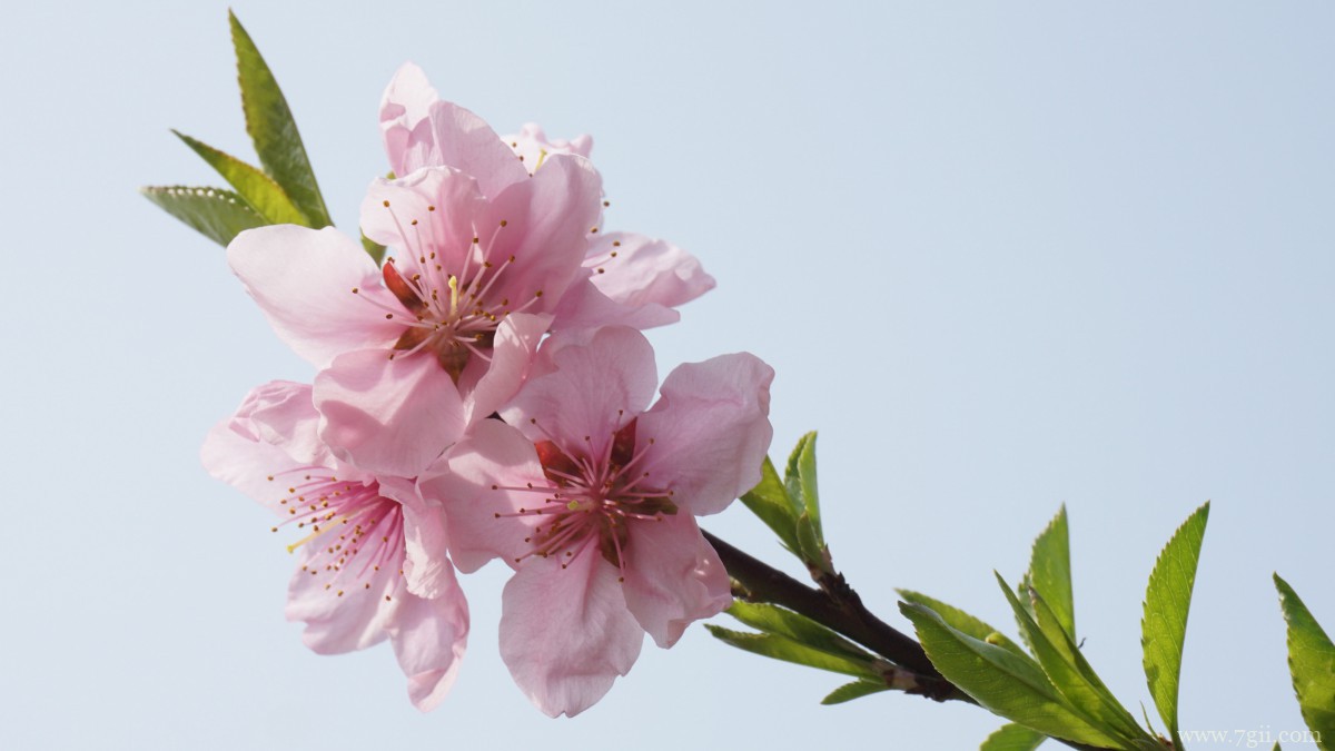 唯美桃花图片大全