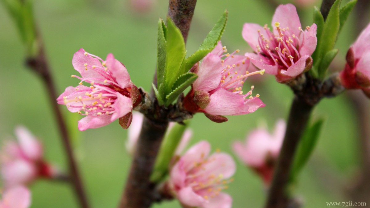 唯美桃花图片大全