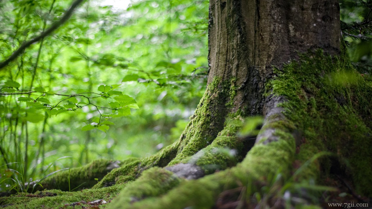 森林里绿色丛生的苔藓图片