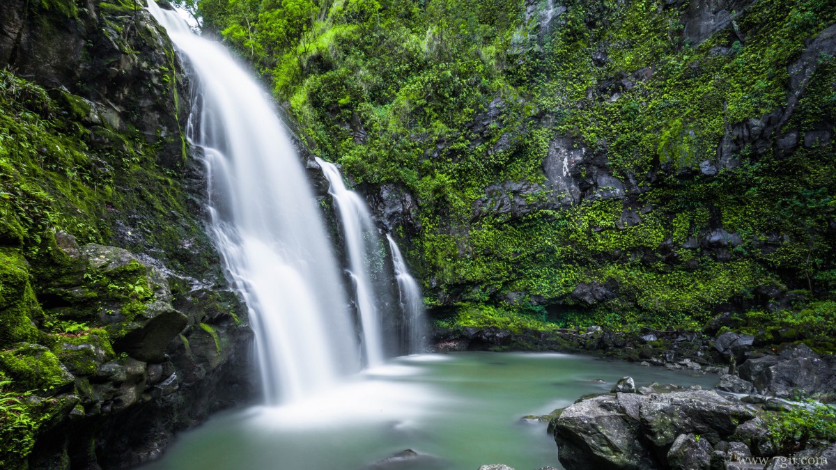 森林里绿色丛生的苔藓图片