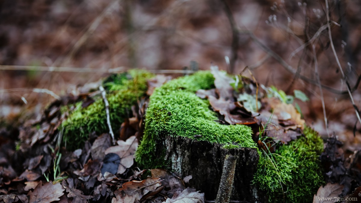 森林里绿色丛生的苔藓图片