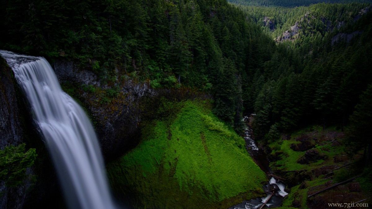 森林里绿色丛生的苔藓图片
